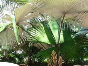 Adorn Your Landscape with a Majestic Kerriodoxa Elegans White Elephant Palm Tree