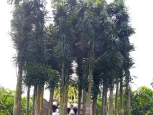 Wodyetia bifurcata, Foxtail Palm in Dehradun