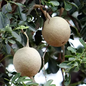 Wood Apple Fruit