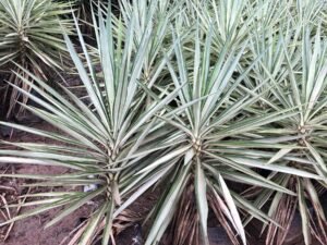 Silver Yucca elephantipes _Silver Star_