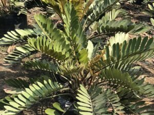 Cardboard Palm, Zamia Furfuracea