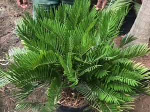 Zamia Integrifolia