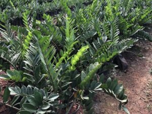 Zamioculcas Zamifolia, ZZ Plant