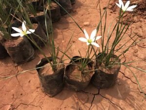 Rain Lily, Zephyranthes Candida