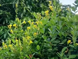 Buy Allamanda Creeper (Yellow), Pentalinon Luteum at Wholesale