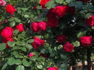 Creeping, Climbing Rose Plant (Red)
