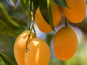 Grafted Alphonso Mango, Hapus Mango -Plant