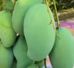 Amrapali Mango Plant Grafted Mango Tree