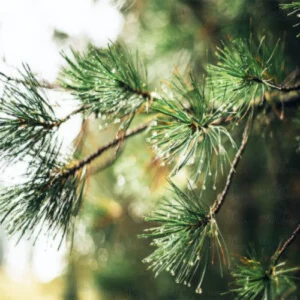 Casuarina equisetifolia, Australian pine tree