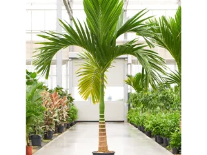 Betel Nut/Supari Plant