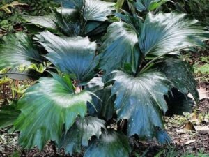 Discover the Beauty and Versatility of Arenga Hookeriana | The Ultimate Exotic Palm for Your Landscape