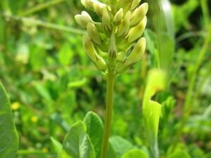 Mulethi Plant Liquorice, Glycyrrhiza glabra