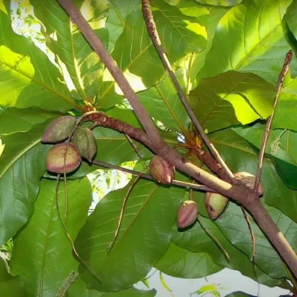 Badam-Indian Almond Tree Terminalia Catappa