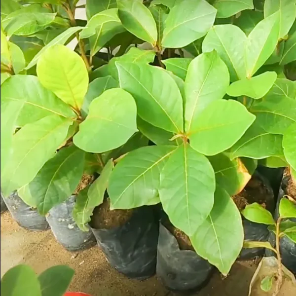 Badam-Indian Almond Tree Terminalia Catappa