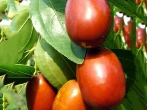 Ber plant/ Apple ber/ Indian Jujube
