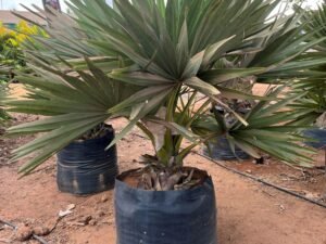Buy Borassus flabellifer Palmyra Palm Tree - The Ultimate Source of Wine, Toddy, and Lontar