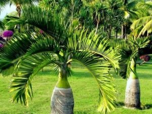 Stunning Bottle Palm in chandigarh (Hyophorbe Lagenicaulis) Plant for Sale
