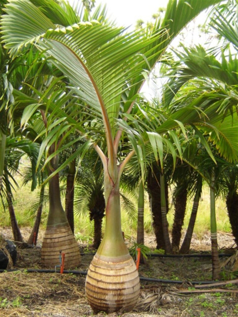 Stunning Bottle Palm in chilkana (Hyophorbe Lagenicaulis) Plant for Sale