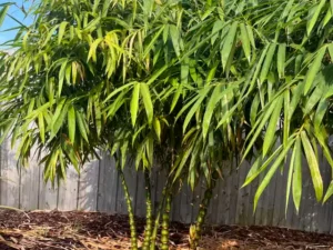 Buddha Belly Bamboo | Bambusa ventricosa Plant