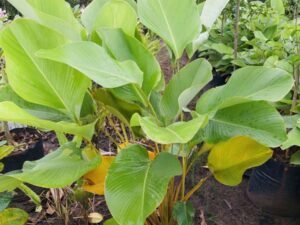 Calathea Lutea
