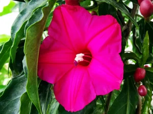 Cardinal Creeper (Ipomoea Horsfalliae)