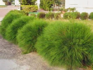 Casuarina Glauca Plant