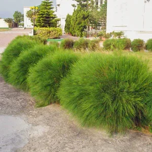 Casuarina Glauca Plant
