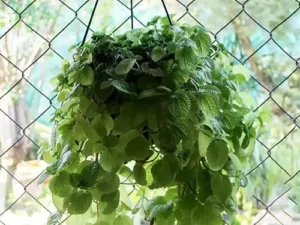 Creeping Charlie, Pilea nummulariifolia Plant