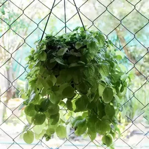 Creeping Charlie, Pilea nummulariifolia Plant