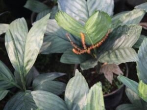 Bring a Touch of Glamour to Your Home with the Chamaedorea Metallica - The Metallic Palm Plant