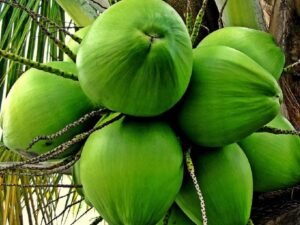 Exotic Coconut East Coast Tall Palm Tree - Add a Tropical Touch to Your Landscape Today!