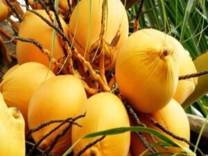 Coconut Live Plant High Yield Hybrid Rare - Dwarf Coconut" Yellow Malayan" Live Plant Kerala