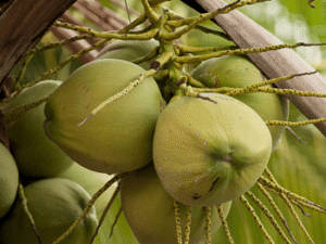 Coconut plant Ganga Bondam - Fruit Plants & Tree Outdoor Living Indoor Plants