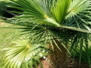 Buy the Hardy and Resilient Old Man Thatch Palm (Cocothrinax crinita) for Your Landscape