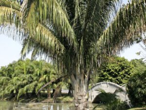 Beautiful Attalea cohune Palm Plant - Add Exotic Charm to Your Garden Today