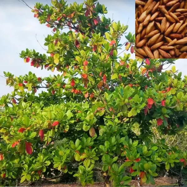 Badam-Indian Almond Tree Terminalia Catappa