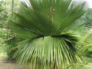 Experience the Beauty of Cuban Petticoat Palm Tree with Copernicia Macroglossa for Sale