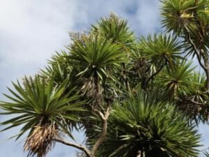 Buy Your Majestic Cordyline Australis (Cabbage Tree) Today - Add a Touch of Tropical Beauty to Your Garden!