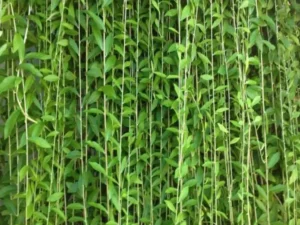 Curtain Creeper | Tarlmounia elliptica Plant