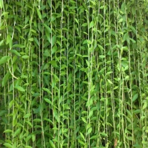 Curtain Creeper | Tarlmounia elliptica Plant