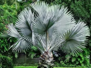 Bismarckia palm in Gajraula |Silver Bismark palm | Bismarckia Nobilis at Wholesale Price | Best Garden Tree