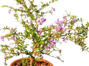 Desmodium Blue Braya Bonsai Plant