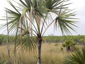 Experience the Beauty of Acoelorraphe Wrightii | The Majestic Everglades Palm & Silver Saw Palmetto