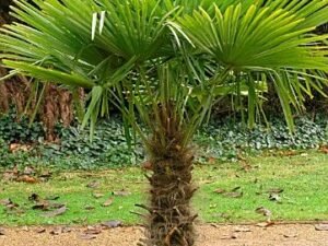 Borassus Flabellifer | Tad Palm Borassus | common name Palmyra Plant | Buy At Wholesale Price | Bagwani Nursery
