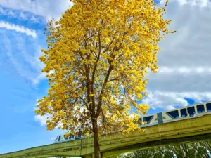 Tabebuia Argentea Plant