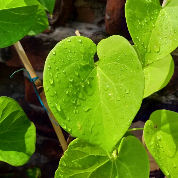 Buy Giloy plant | Tinospora Cordifolia Plant