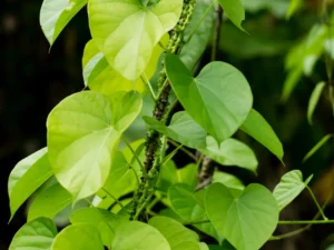 Buy Giloy plant | Tinospora Cordifolia Plant