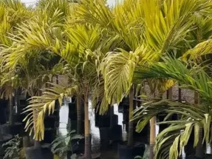 Golden Veitchia Merreilii | Golden Christmas Palm