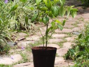 Kali Mirch | Piper nigrumPlants Black peper