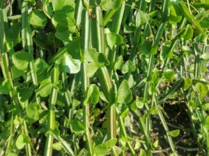 Hadjod Plant